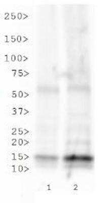 Western Blot: Histone H3 [ac Lys23] AntibodyBSA Free [NB21-1164]